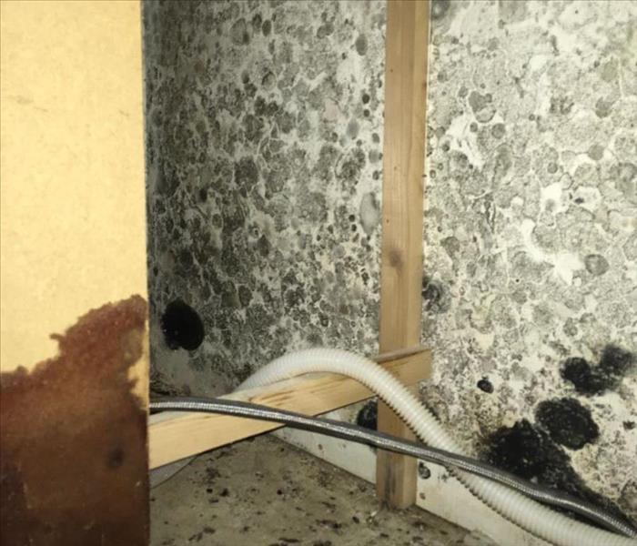 Cabinet covered in Mold 