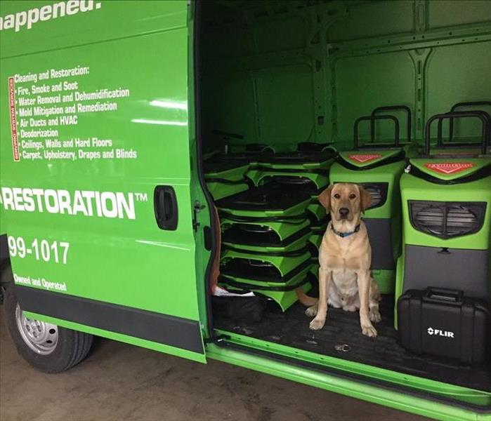 Jacks- The Dog - SERVPRO North Central Mascot in Truck